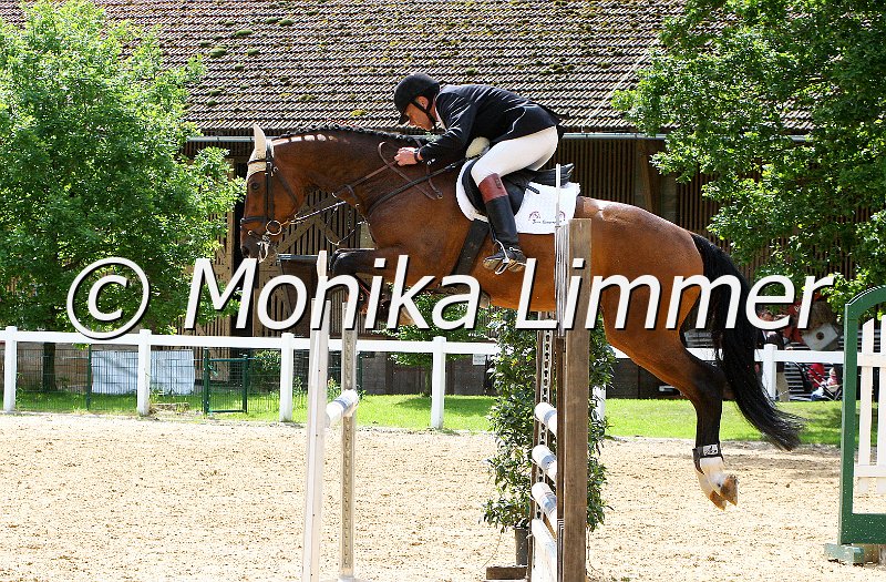 006M6865_Charmeur_Springpferde L_e.JPG